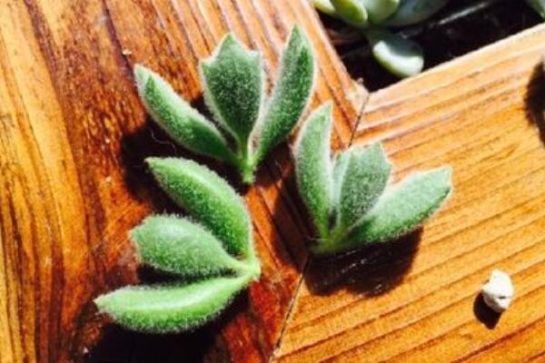 熊童子怎么繁殖，熊童子扦插繁殖方法