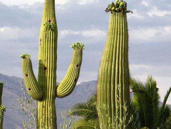 仙人掌為什么不用澆水，因吸水能力太強(qiáng)