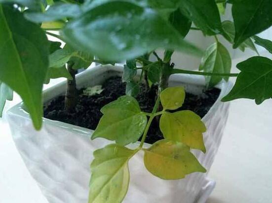 幸福樹(shù)葉子一碰就掉，教你四種原因以及解決方法