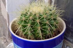 仙人球澆水方法，不同的季節(jié)植株對水分的需求不同