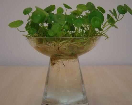 銅錢(qián)草水培好還是土培好，水培和土培兩者皆好