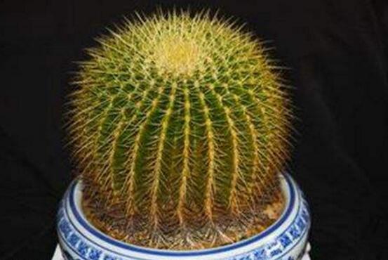 仙人掌適合在室內(nèi)養(yǎng)嗎，吸收輻射、釋放氧氣