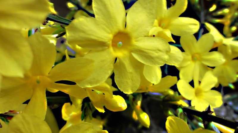 迎春花的特點(diǎn)