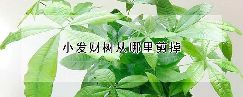 小發(fā)財樹從哪里剪掉