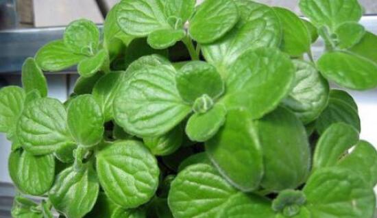 碰碰香的養(yǎng)殖方法，土壤陽(yáng)光澆水施肥修剪病蟲(chóng)害缺一不可