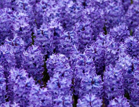 風信子象征著什么意思，重生的愛/不同花色不同象征意義