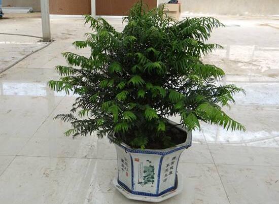 紅豆杉放家哪個(gè)位置好，教你六種最佳擺放地點(diǎn)(招財(cái)生旺)