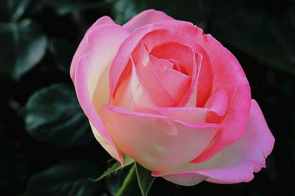 月季僵苗不長(zhǎng)怎么辦