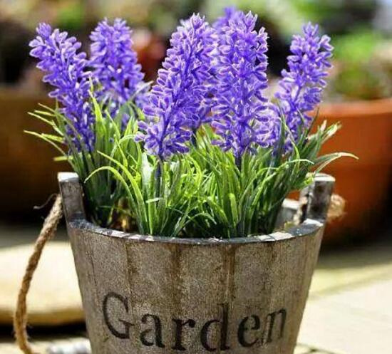 薰衣草怎么扦插，薰衣草的繁殖方法