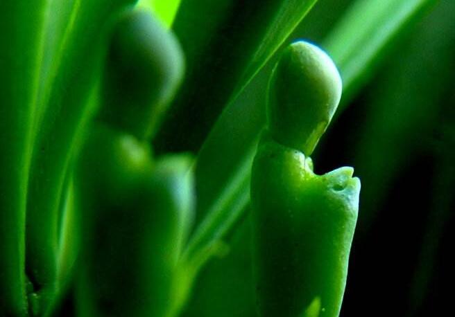 羅漢松果泡酒的方法，制作過程的4步驟