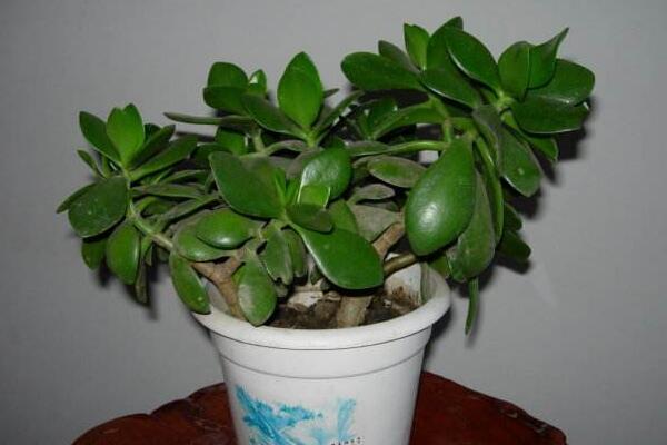 玉樹(shù)掉葉子是什么原因，五種原因以及處理方法