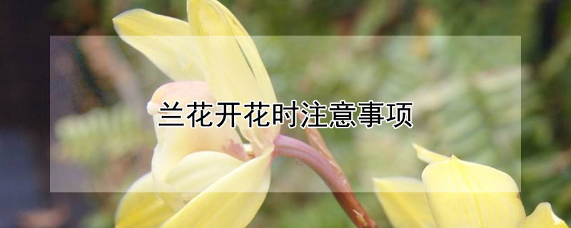 蘭花開(kāi)花時(shí)注意事項(xiàng)