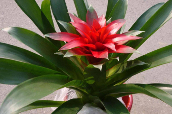 鴻運當(dāng)頭可以水培嗎