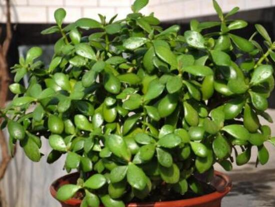 玉樹(shù)如何施肥，做到薄肥勤施原則(春夏秋冬)