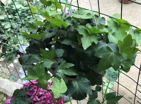 常春藤有什么風(fēng)水作用，常春藤的功效與作用