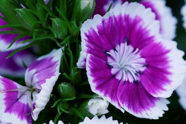 康乃馨如何快速開(kāi)花