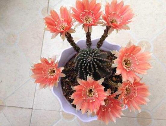 哪種仙人球開花最漂亮，令箭荷花欣賞價(jià)值最高