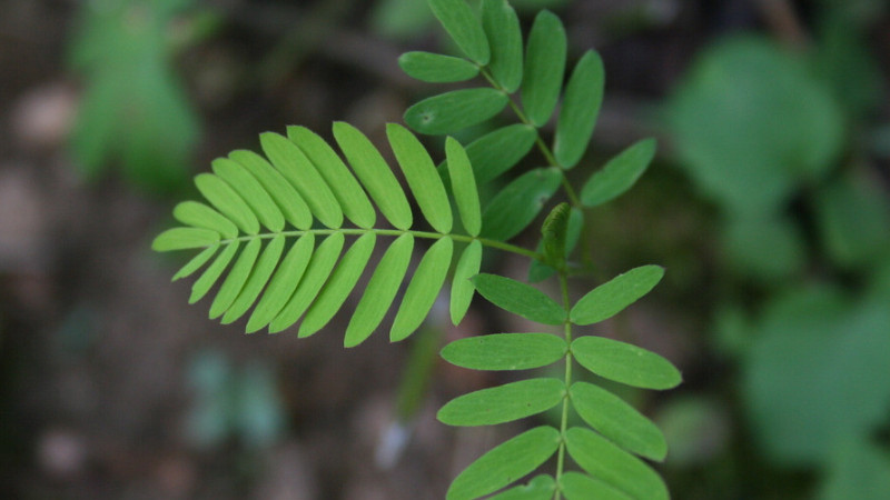 含羞草幼苗怎么養(yǎng)護