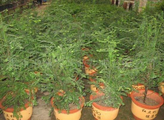 紅豆杉盆景冬天怎么養(yǎng)，教你五個(gè)好方法安然過冬