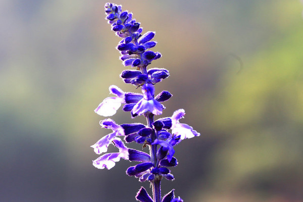 薰衣草的花語是什么，等待愛情/幸福長久等