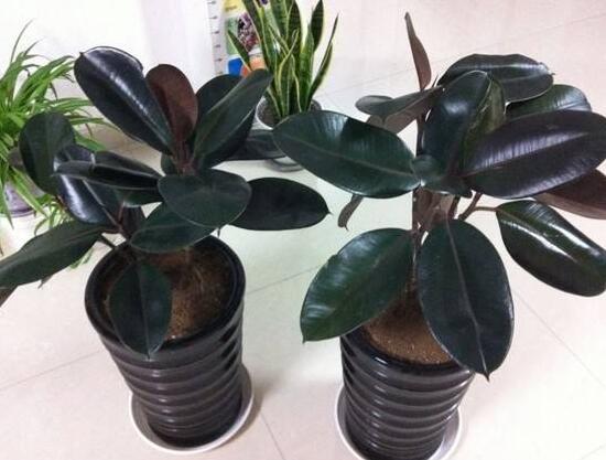 橡皮樹有幾個(gè)品種，橡皮樹品種圖片大全