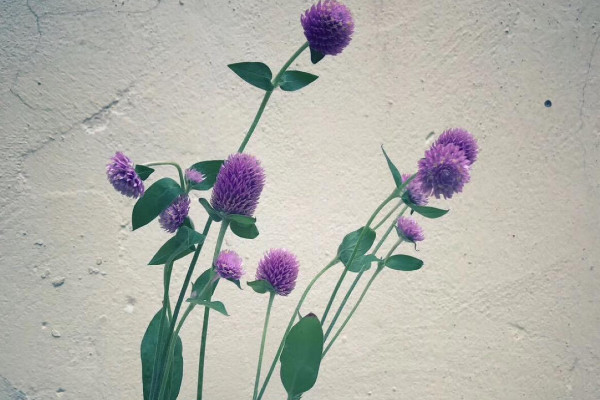 千日紅鮮花怎么養(yǎng)護(hù)