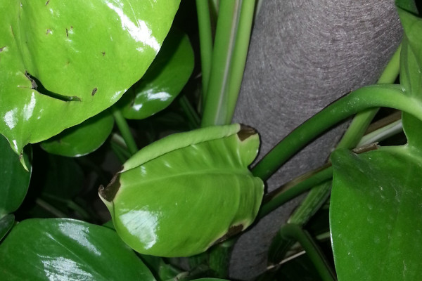 滴水觀音怎么長不高