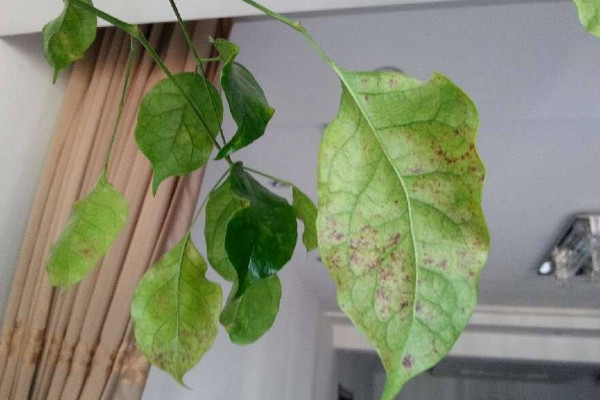 幸福樹上有白色絮狀物怎么辦，修剪后噴灑藥劑