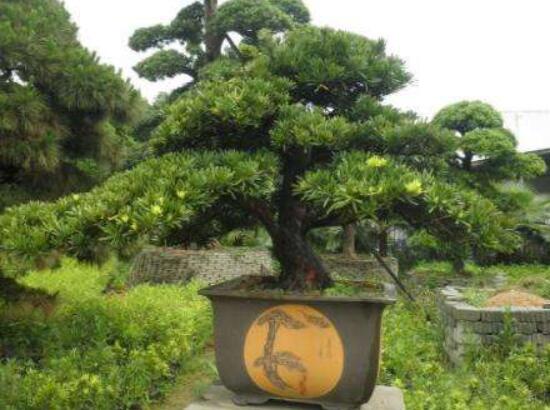 羅漢松能種大門(mén)兩邊嗎，可以/趨吉避兇、辟邪化煞