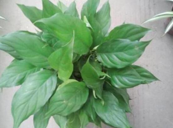 萬(wàn)年青開花代表什么，富貴吉祥,健康長(zhǎng)壽