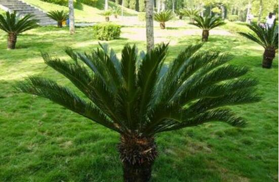 鐵樹爛根怎么辦，鐵樹爛根解決辦法