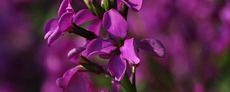 紫羅蘭花在水里怎么養(yǎng)