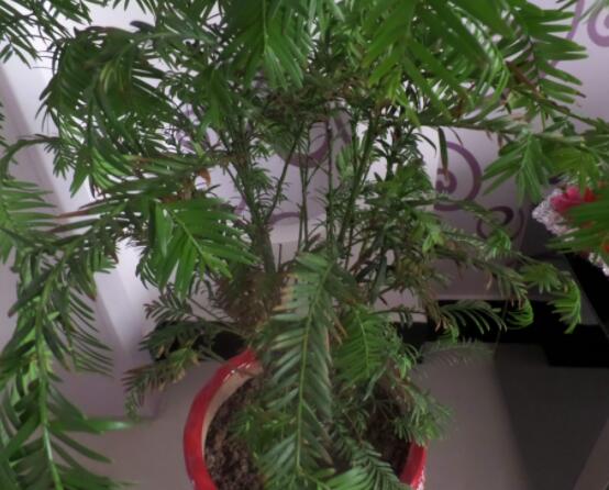 紅豆杉放家哪個(gè)位置好，教你六種最佳擺放地點(diǎn)(招財(cái)生旺)