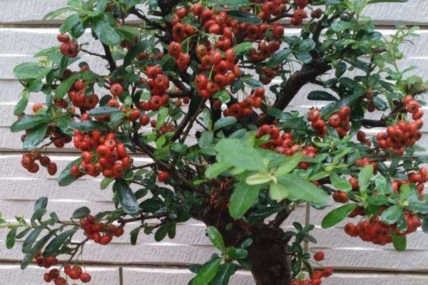 火棘老樁沒(méi)根能不能活