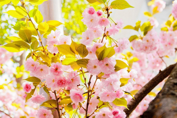 櫻花春天還是冬天開(kāi)