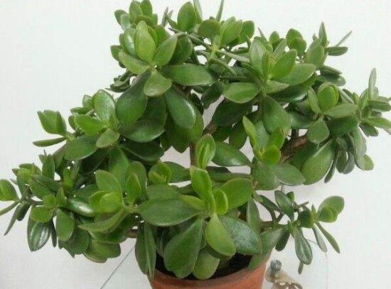 玉樹怎么澆水效果最好，不干不澆、澆則澆透