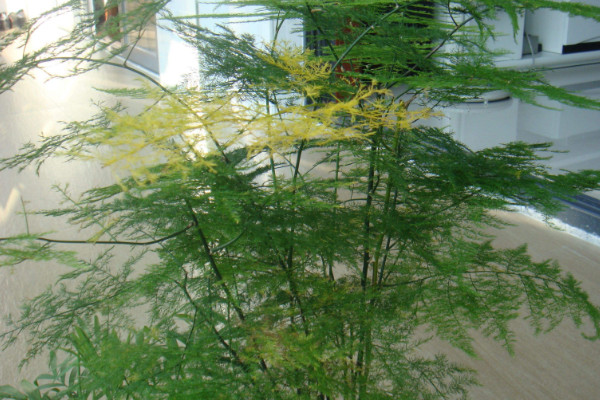 文竹怎么養(yǎng)才能瘋長(zhǎng)，修剪枝葉非常重要