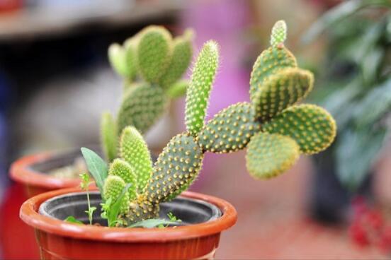 仙人掌怎么養(yǎng)可以又粗又壯，做到四個(gè)要點(diǎn)高枕無(wú)憂(健壯)