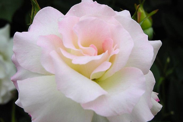 薔薇花的養(yǎng)殖方法