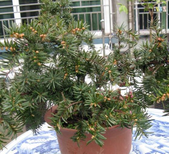 紅豆杉怎么養(yǎng)殖，紅豆杉養(yǎng)殖方法