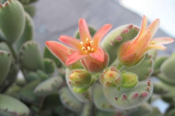 熊童子開(kāi)花的寓意，生機(jī)勃勃與活力四射