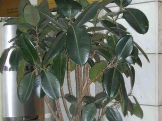 橡皮樹葉子下垂怎么辦，四種原因以及解決辦法