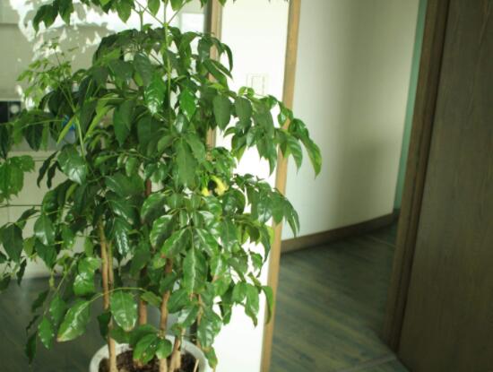 幸福樹開花什么預(yù)兆、寓意著家庭和睦，幸福快樂(吉兆)