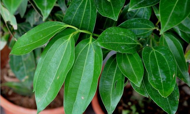 平安樹葉子發(fā)黑的原因，病蟲害等三種原因造成