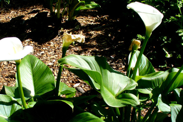水培馬蹄蓮的養(yǎng)殖方法和注意事項