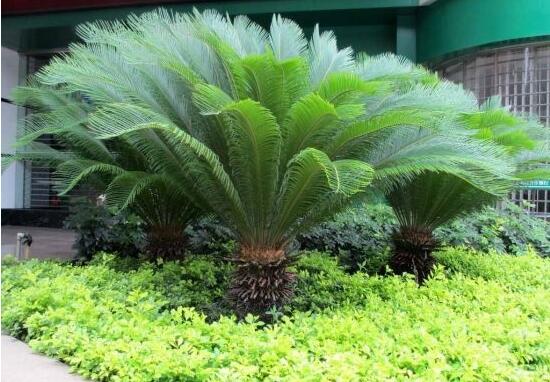 鐵樹(shù)開(kāi)花是吉還是兇，預(yù)示生活美滿、大吉大利(吉兆)