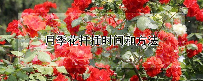 月季花扦插時(shí)間和方法