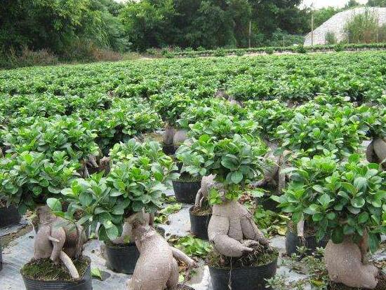 榕樹(shù)的功效與作用，榕樹(shù)八大功效與作用