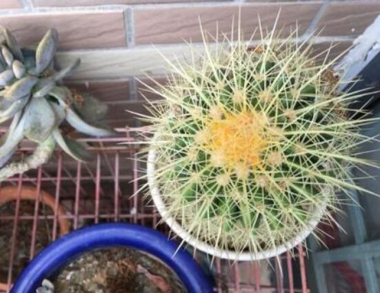 仙人球爛了怎么辦，及時修剪爛根、消毒/保持通風透氣