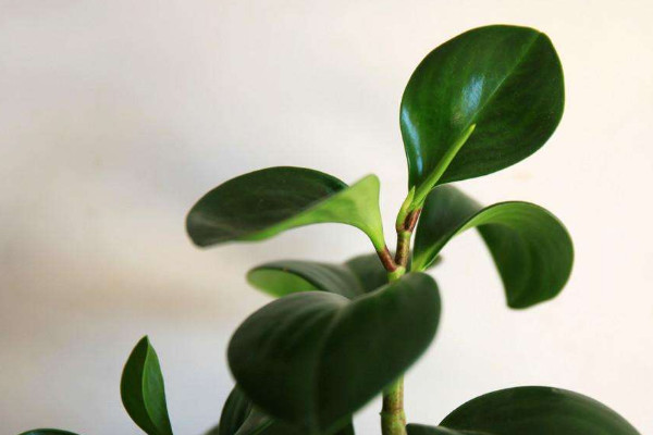 碧玉家庭養(yǎng)法